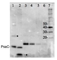 PsaC | PSI positive control/quantitation standard in the group Antibodies for Plant/Algal / Photosynthesis / Protein standards-quantitation at Agrisera AB (Antibodies for research) (AS04 042S)